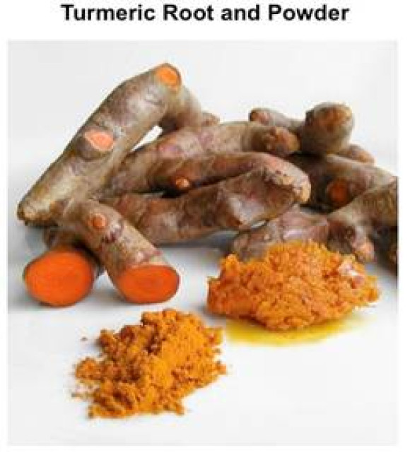 Antibacterial and Antifungal Properties of Turmeric The National High School Journal of Science