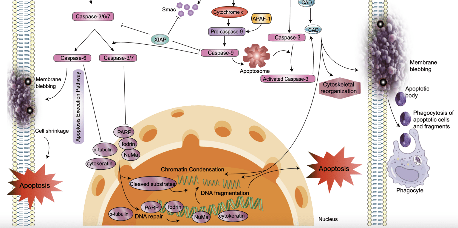 The Role of Biophysical Mechanisms on Apoptosis and Cancer Pathogenesis ...