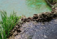 Triclosan Removal from Municipal Wastewater using Immobilized Microalgae and Clay Minerals