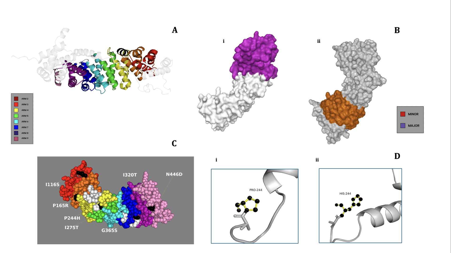 Structural and Functional Disruption of KPNA2 Cargo Binding by ...