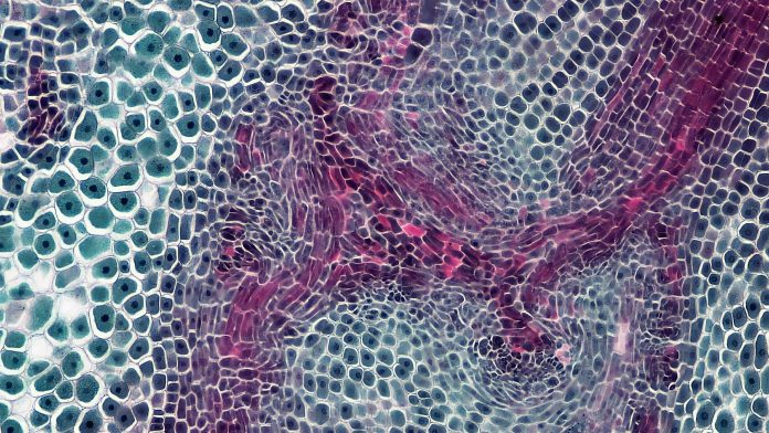 bioscience-image-library-by-fayette-reynolds-Bq7fZfstHOc-unsplash