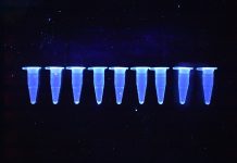 Optimizing Luc Reporter Output: “Media and Temperature Effects on Bacterial Bioluminescence”