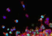 Identification of GITR-targeted Small Molecules via Virtual Screening for Cancer Immunotherapy or Autoimmune Disease Treatment