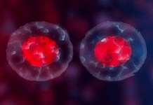 CAR T-Cells: A Review of the Downsides and Advancements in this New Avenue for Glioma Therapeutics