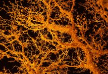 Bioelectricity Supports Basal Cognitive Capabilities in Mycelial Networks: A Comprehensive Review of Fungal Action Potentials