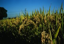 A Review: Key Effects of Microplastics on Crop Health