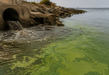 The Effects of Wastewater-Related Eutrophication on Coastal Marine Ecosystems