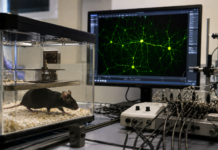 Towards a Mechanistic Understanding of Neural Circuit Basis of Behavior