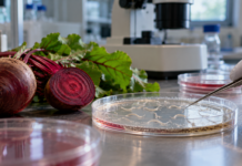 Comparative Effects of Beta vulgaris on Food-Deprivation Response in Wild-Type and DAF-16 Mutant Caenorhabditis elegans