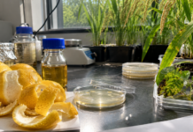 Potential of Lemon Peel-Derived Essential Oil (LPEO) in Inhibiting Xanthomonas oryzae pv. oryzae And Pepper Mottle Virus