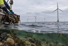 Offshore Wind Farm Effects on Marine Invertebrates