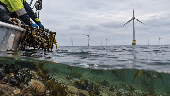Offshore Wind Farm Sampling Dive